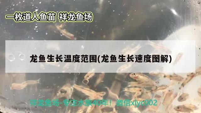 龍魚生長(zhǎng)溫度范圍(龍魚生長(zhǎng)速度圖解)