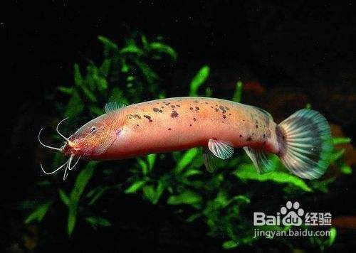 觀賞魚疾病預防與治療論文（關于觀賞魚疾病預防與治療的論文資料）