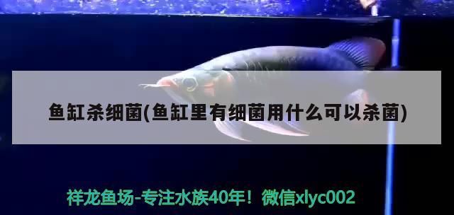 魚缸殺細(xì)菌(魚缸里有細(xì)菌用什么可以殺菌) 魚缸殺細(xì)菌(魚缸里有細(xì)菌用什么可以殺菌) 可麗愛魚缸
