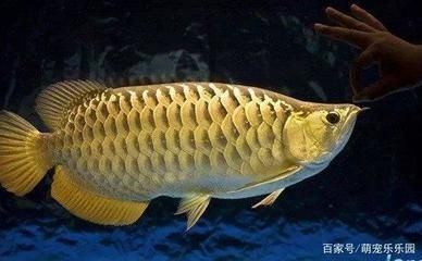 紅龍魚出生有多大了：剛出生的紅龍魚體長約為10厘米，每個階段體長也會有所不同