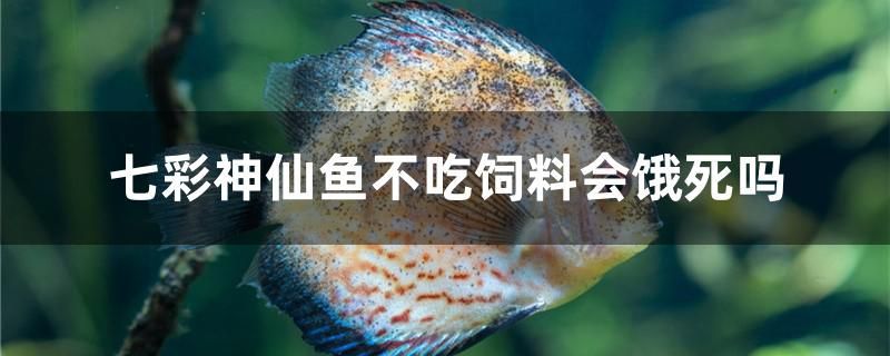 七彩神仙魚不吃飼料會餓死嗎 七彩神仙魚不吃飼料會餓死嗎 可麗愛魚缸