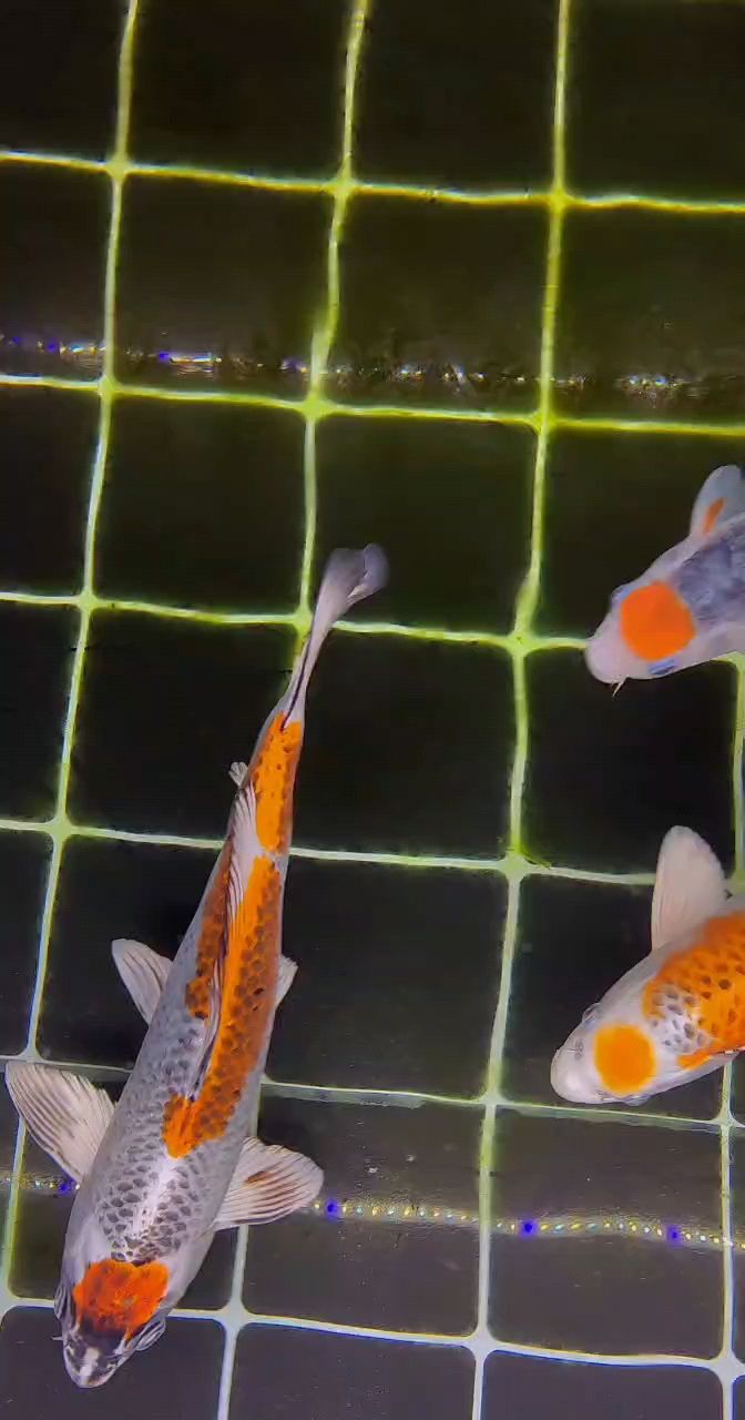 加溫第三天