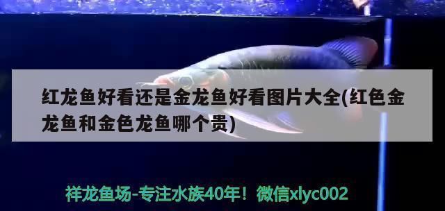 紅龍魚和金龍魚哪個好看點