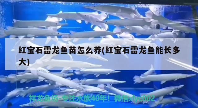魚缸用增氧泵價(jià)格是多少:魚缸增氧機(jī)-xtrac增氧機(jī)-xtrac增氧機(jī) 紅寶石雷龍魚苗怎么養(yǎng)(紅寶石雷龍魚能長(zhǎng)多大) iwish愛(ài)唯希品牌魚缸 紅寶石雷龍魚苗怎么養(yǎng)(紅寶石雷龍魚能長(zhǎng)多大) 紅寶石雷龍魚苗怎么養(yǎng)(紅寶石雷龍魚能長(zhǎng)多大) iwish愛(ài)唯希品牌魚缸