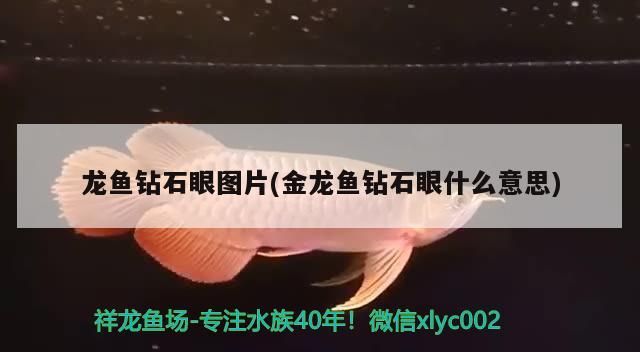 龍魚鉆石眼圖片(金龍魚鉆石眼什么意思) 龍魚鉆石眼圖片(金龍魚鉆石眼什么意思) iwish愛唯希品牌魚缸