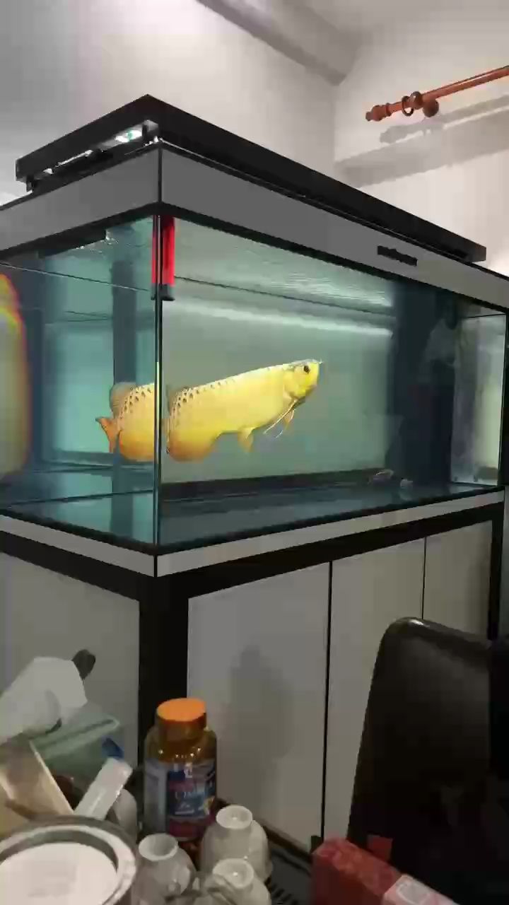 龍魚缸里游，金鱗映水波. 龍魚缸里游，金鱗映水波. 龍魚論壇