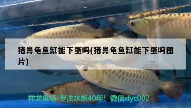 豬鼻龜魚缸能下蛋嗎(豬鼻龜魚缸能下蛋嗎圖片)