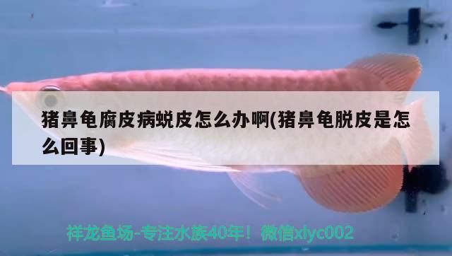 豬鼻龜腐皮病蛻皮怎么辦啊(豬鼻龜脫皮是怎么回事)