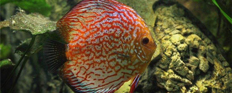 龍魚一次喂多少飼料（龍魚飼料一次喂多少粒）
