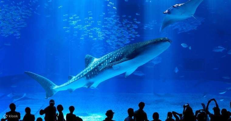 美麗海水族館官網：沖繩美麗海水族館