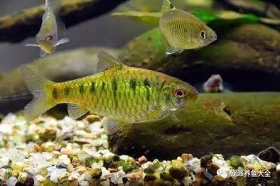 500w魚缸加熱棒一個月電費：500w魚缸加熱棒一個月的電費大概是多少？