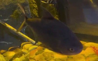 虎魚食用價值高嗎：虎魚的營養價值非常高，但在食用價值高嗎，虎魚的食用價值高嗎 虎魚食用價值高嗎：虎魚的營養價值非常高，但在食用價值高嗎，虎魚的食用價值高嗎 虎魚百科 第2張