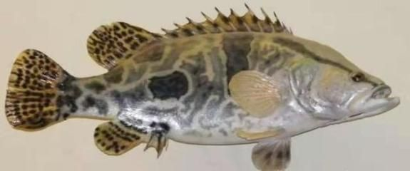 虎魚食用價值高嗎：虎魚的營養價值非常高，但在食用價值高嗎，虎魚的食用價值高嗎 虎魚食用價值高嗎：虎魚的營養價值非常高，但在食用價值高嗎，虎魚的食用價值高嗎 虎魚百科 第3張