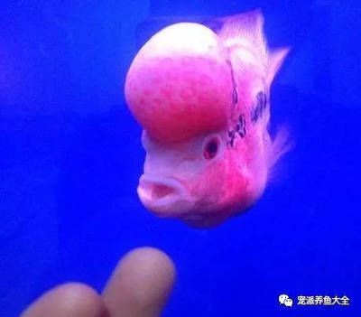 觀賞魚互動性差的原因（如何提高觀賞魚互動性）