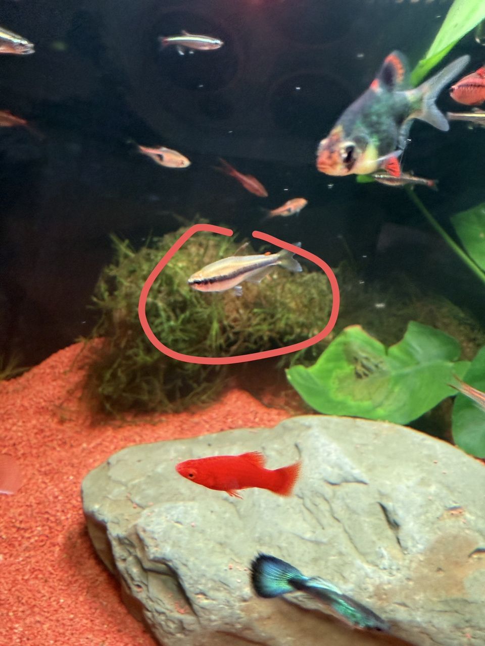 大家幫忙看看這是啥品種