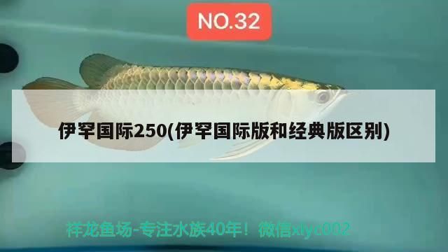 伊罕國際250(伊罕國際版和經典版區別)