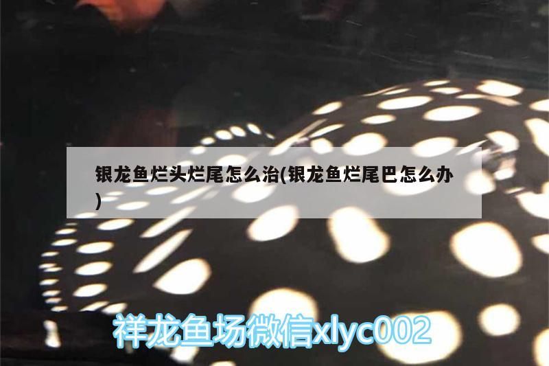 魚藥 銀龍魚爛頭爛尾怎么治(銀龍魚爛尾巴怎么辦) 銀龍魚百科 銀龍魚爛頭爛尾怎么治(銀龍魚爛尾巴怎么辦) 銀龍魚爛頭爛尾怎么治(銀龍魚爛尾巴怎么辦) 銀龍魚百科