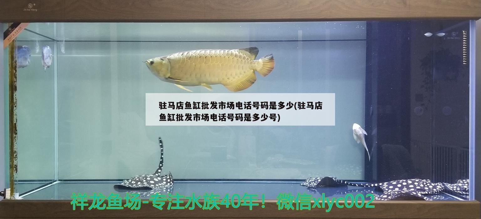 駐馬店魚缸批發市場電話號碼是多少(駐馬店魚缸批發市場電話號碼是多少號)