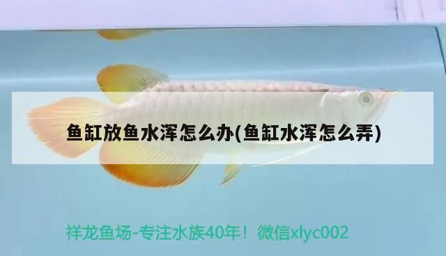魚(yú)缸放魚(yú)水渾怎么辦(魚(yú)缸水渾怎么弄)