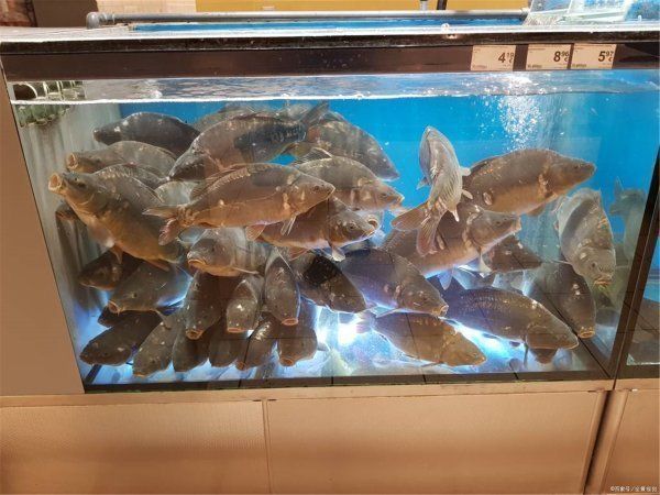 50大的魚缸一般放多少條魚好：50厘米寬的魚缸適合養多大的魚？