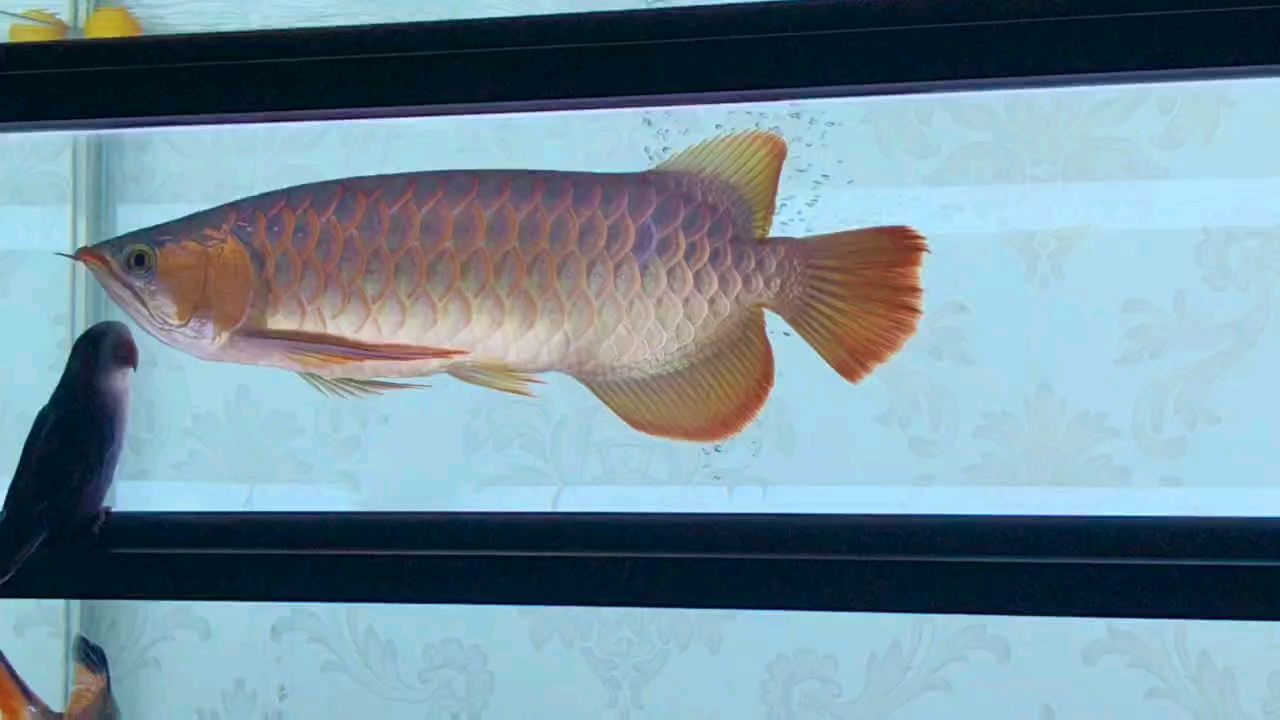 上側燈啦。