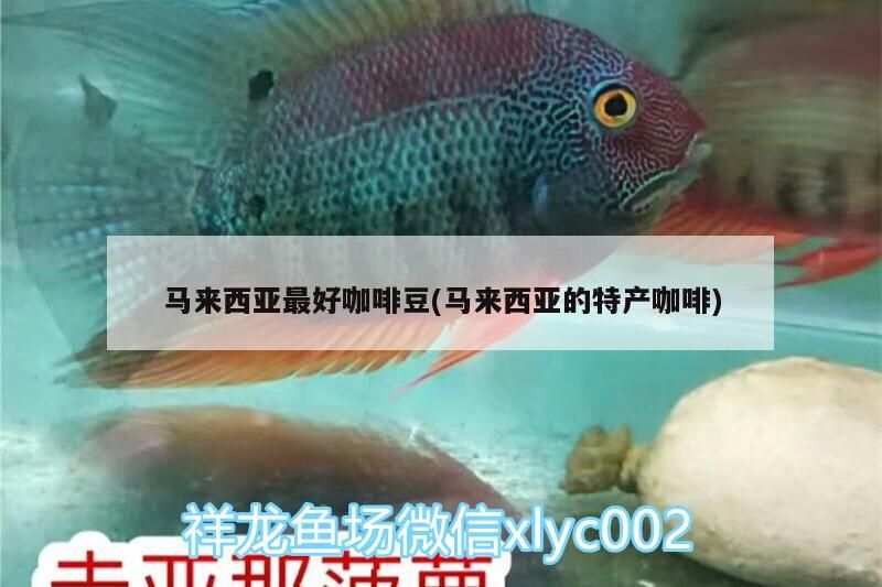 馬來西亞最好咖啡豆(馬來西亞的特產(chǎn)咖啡) 馬來西亞最好咖啡豆(馬來西亞的特產(chǎn)咖啡) 馬來西亞咖啡