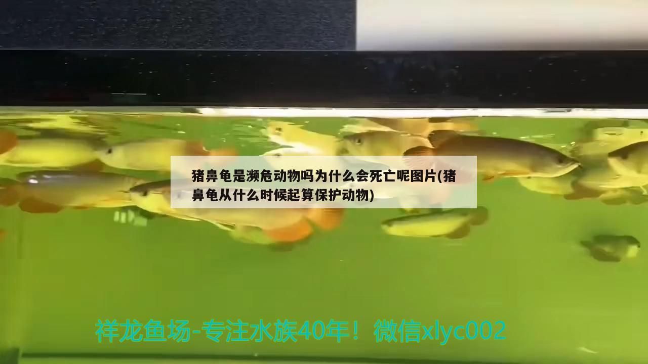 豬鼻龜是瀕危動物嗎為什么會死亡呢圖片(豬鼻龜從什么時候起算保護動物)