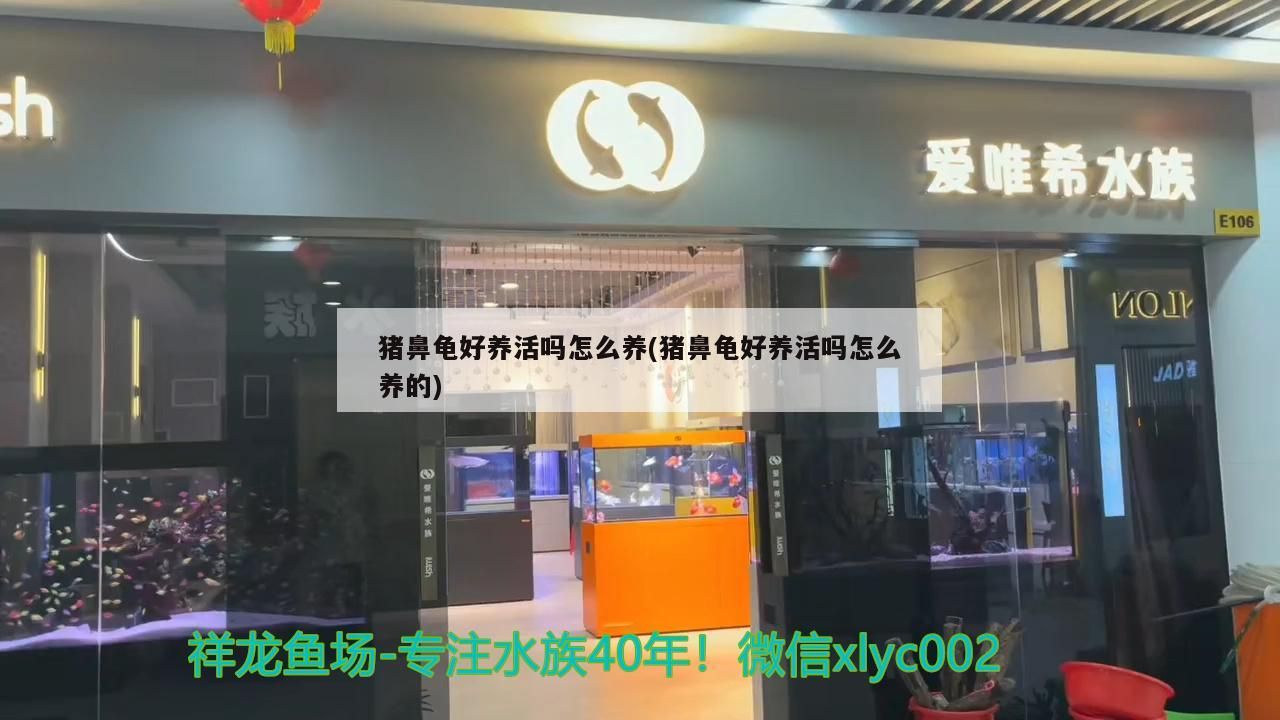 豬鼻龜好養活嗎怎么養(豬鼻龜好養活嗎怎么養的)