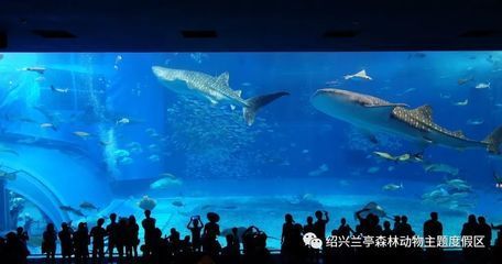水族館上班工資怎么樣：吳興龍閣水族館為民樂水族館上班工資需要根據實際情況進行評估