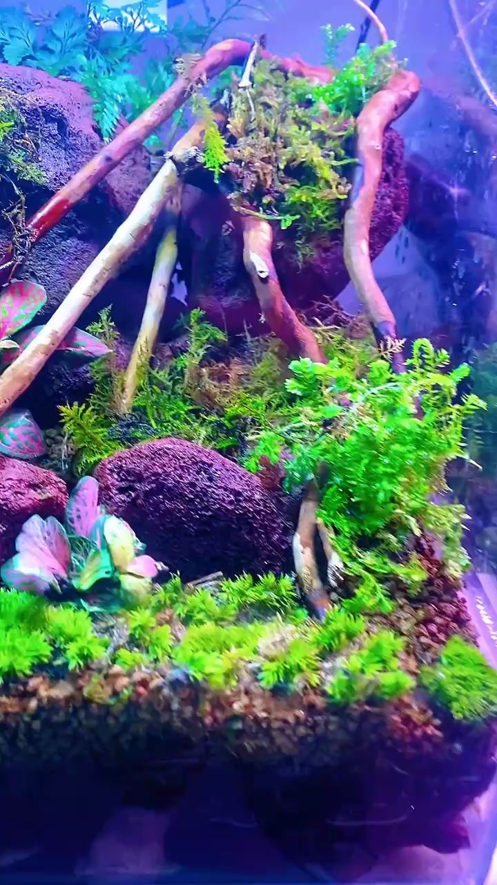 魚缸用增氧泵價格是多少:魚缸增氧機-xtrac增氧機-xtrac增氧機 純手搓雨林 龍魚論壇 純手搓雨林 純手搓雨林 龍魚論壇