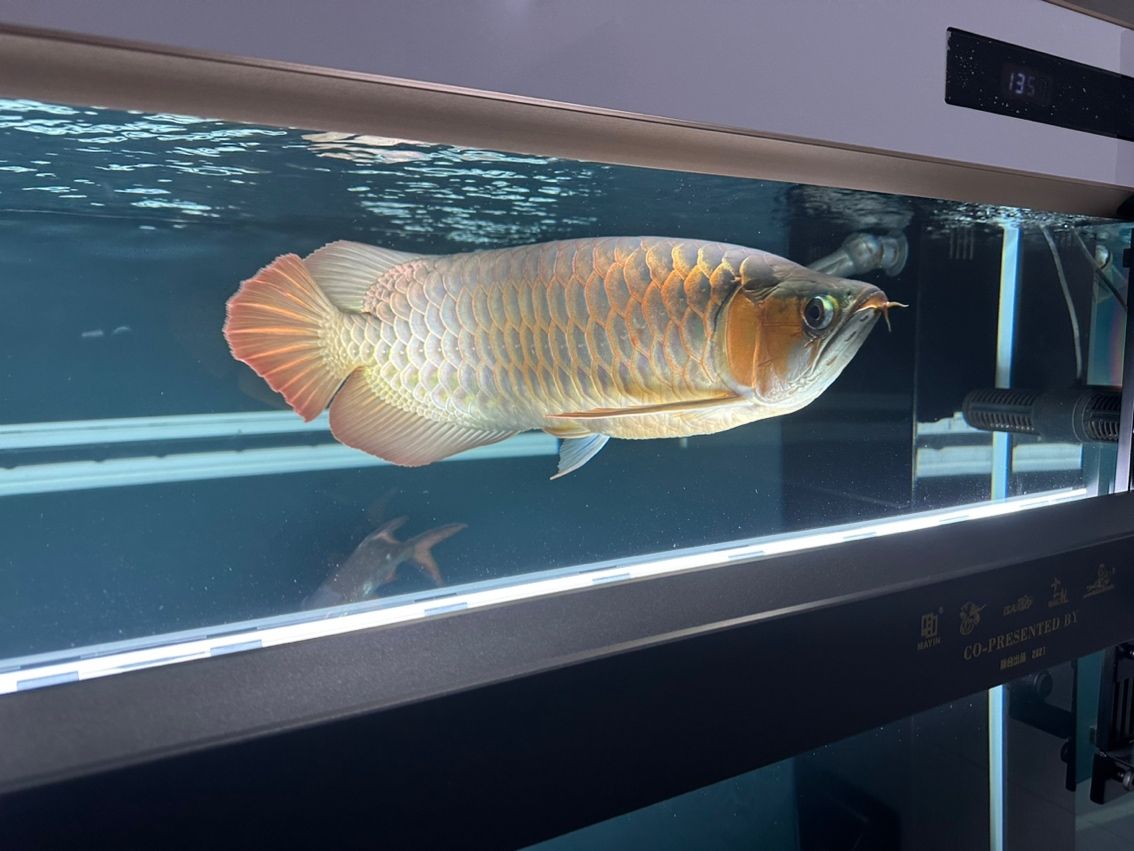 40厘米到家255天，目測50，記錄一下