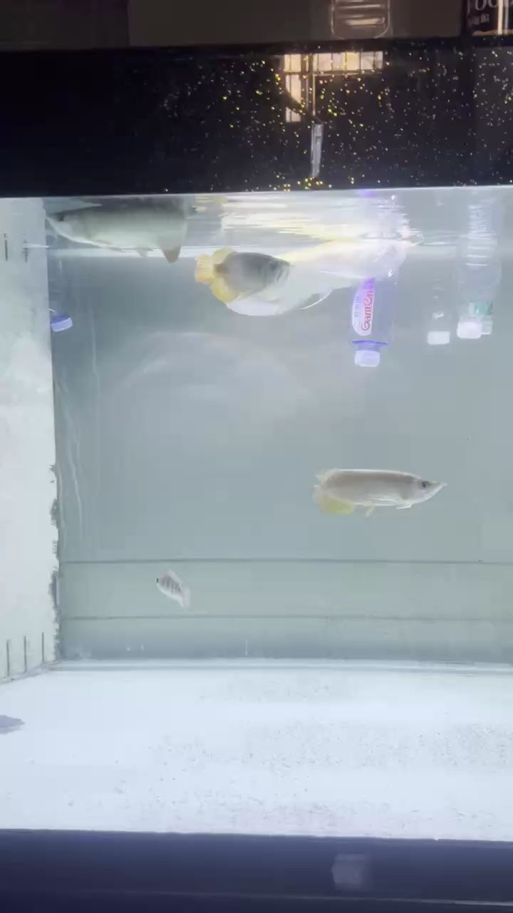 好了。隔離1周。再一起只會小打啦[ciya]。騰地方。期待明天再來兩個大佬。5龍缸達成。