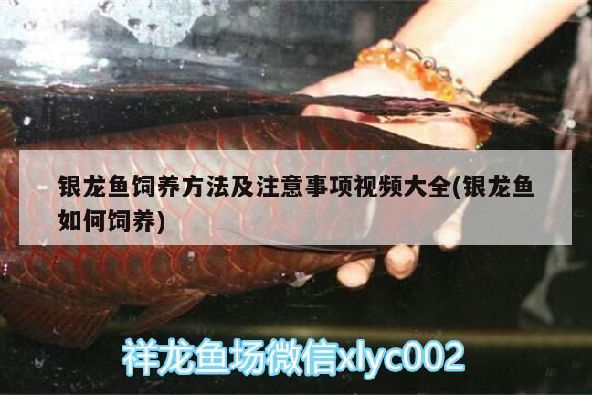 銀龍魚飼養方法及注意事項視頻大全(銀龍魚如何飼養)
