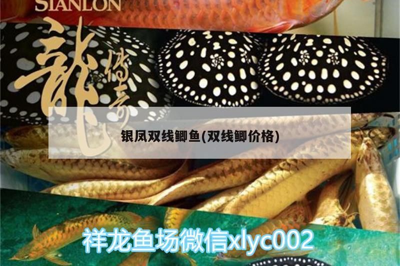 銀鳳雙線鯽魚(雙線鯽價格)