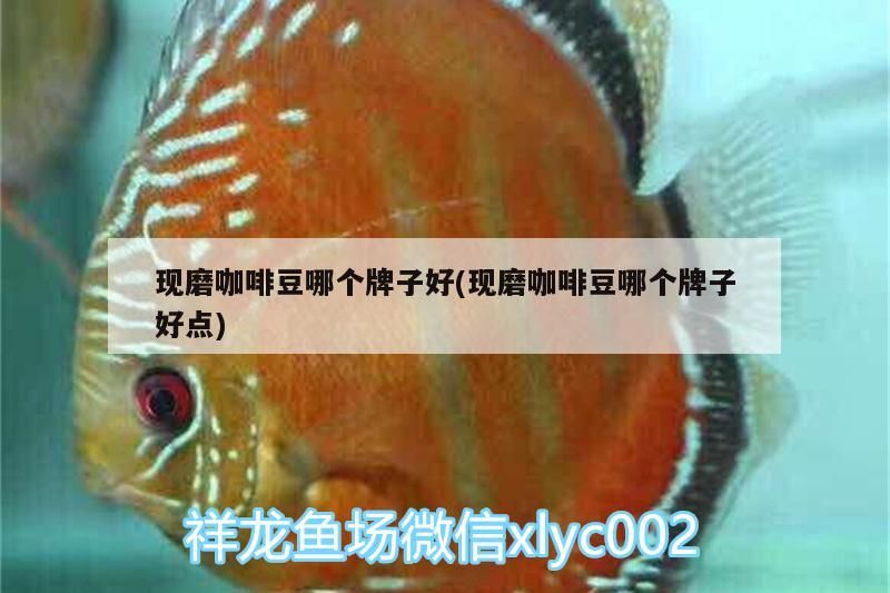 現磨咖啡豆哪個牌子好(現磨咖啡豆哪個牌子好點)