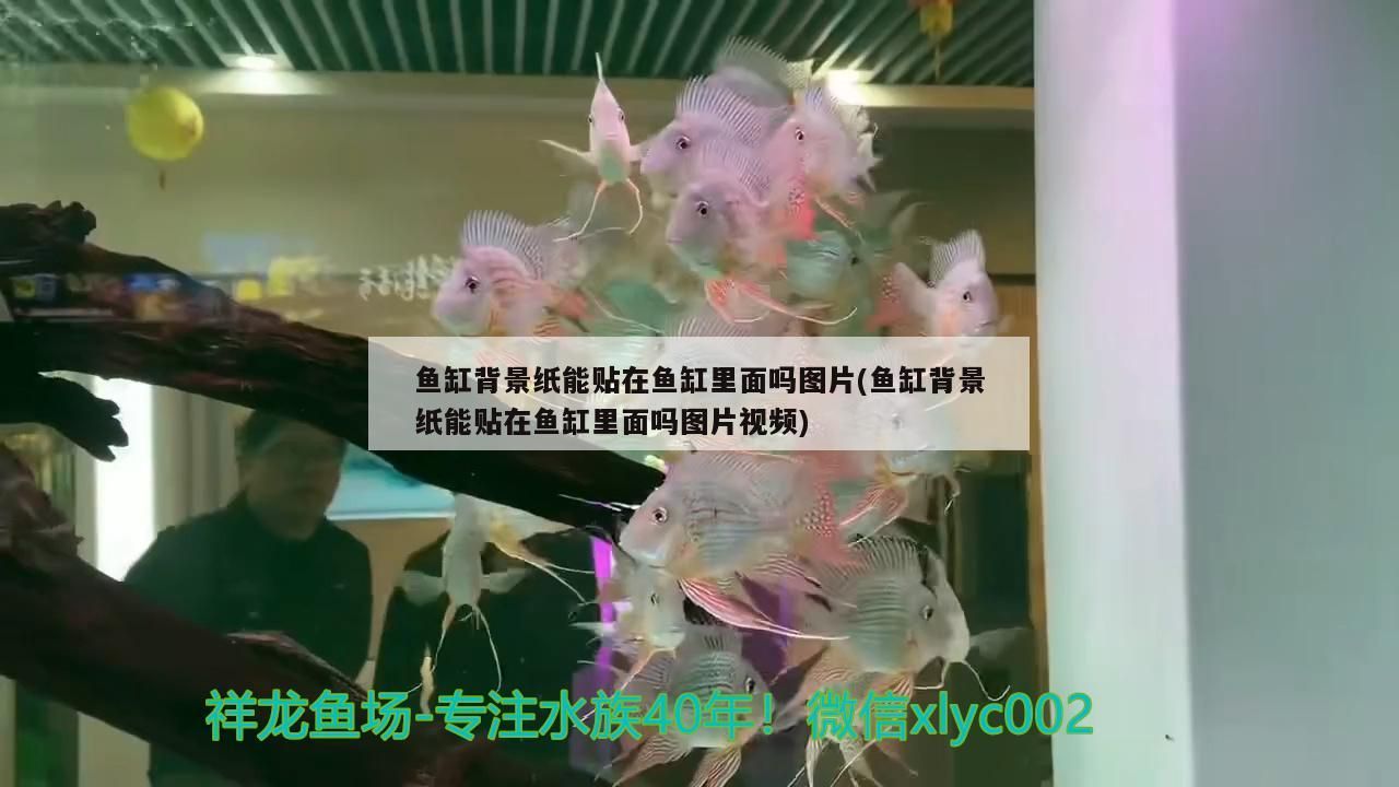 魚缸背景紙能貼在魚缸里面嗎圖片(魚缸背景紙能貼在魚缸里面嗎圖片視頻) 魚缸背景紙能貼在魚缸里面嗎圖片(魚缸背景紙能貼在魚缸里面嗎圖片視頻) 觀賞魚百科