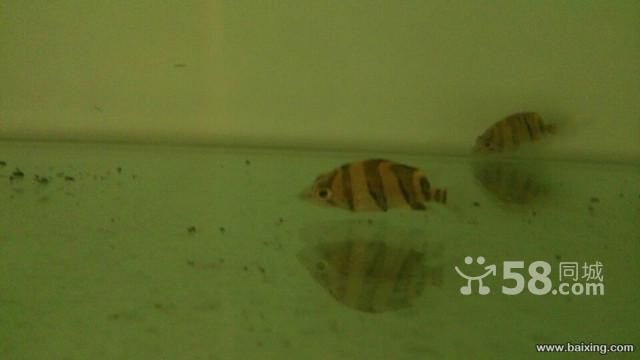三文虎怎么養(yǎng)才能養(yǎng)活：三文虎的飼養(yǎng)需要注意以下幾個方面,三文虎怎么養(yǎng)才能養(yǎng)活