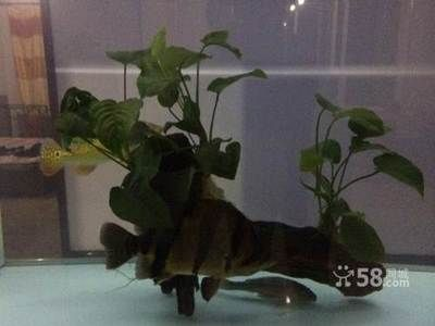 三文虎怎么養(yǎng)才能養(yǎng)活：三文虎的飼養(yǎng)需要注意以下幾個方面,三文虎怎么養(yǎng)才能養(yǎng)活