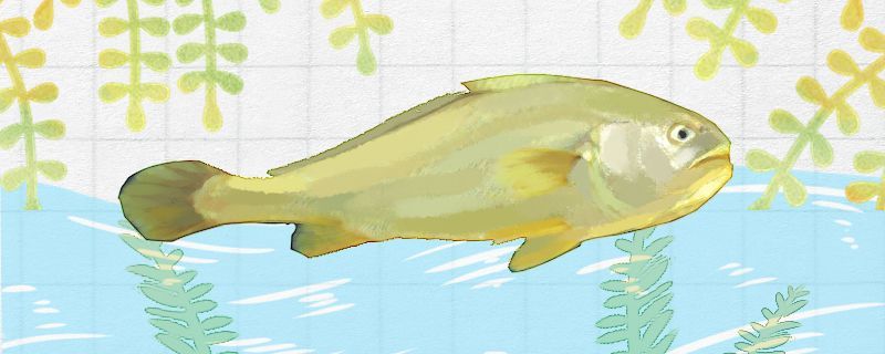 黃花魚(yú)跟小黃魚(yú)是一個(gè)品種嗎有什么區(qū)別