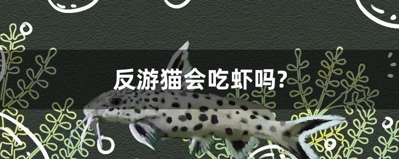 魚缸怎么自制打氧氣(魚缸怎么自制打氧氣器)