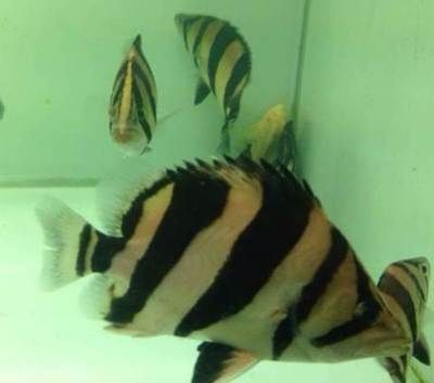 泰國虎觀賞魚怎么養殖：泰國虎觀賞魚怎么養殖泰國虎魚需要注意什么