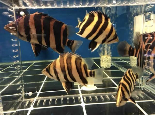 泰國虎觀賞魚怎么養殖：泰國虎觀賞魚怎么養殖泰國虎魚需要注意什么
