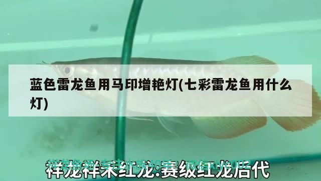 藍色雷龍魚用馬印增艷燈(七彩雷龍魚用什么燈)