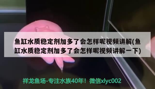 魚缸水質(zhì)穩(wěn)定劑加多了會怎樣呢視頻講解(魚缸水質(zhì)穩(wěn)定劑加多了會怎樣呢視頻講解一下)