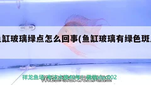 魚缸玻璃綠點(diǎn)怎么回事(魚缸玻璃有綠色斑點(diǎn))