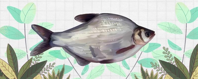 鳊魚(yú)和魴魚(yú)一樣嗎怎么區(qū)分 鳊魚(yú)和魴魚(yú)一樣嗎怎么區(qū)分 九鼎魚(yú)缸