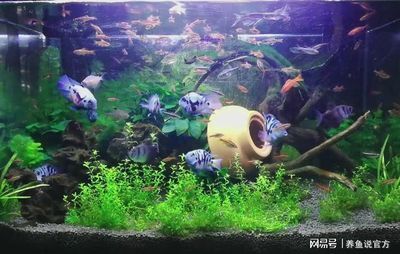 60公分魚缸養多少魚合適：60厘米的魚缸養魚需要注意事項在魚缸中養魚的注意事項