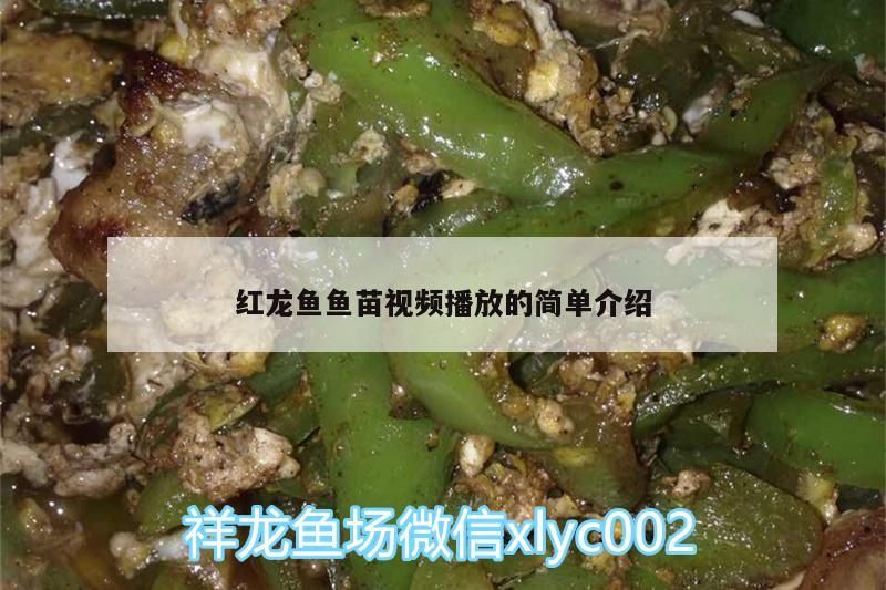 東莞魚(yú)缸批發(fā)市場(chǎng)地址電話多少（ 東莞 魚(yú)缸）
