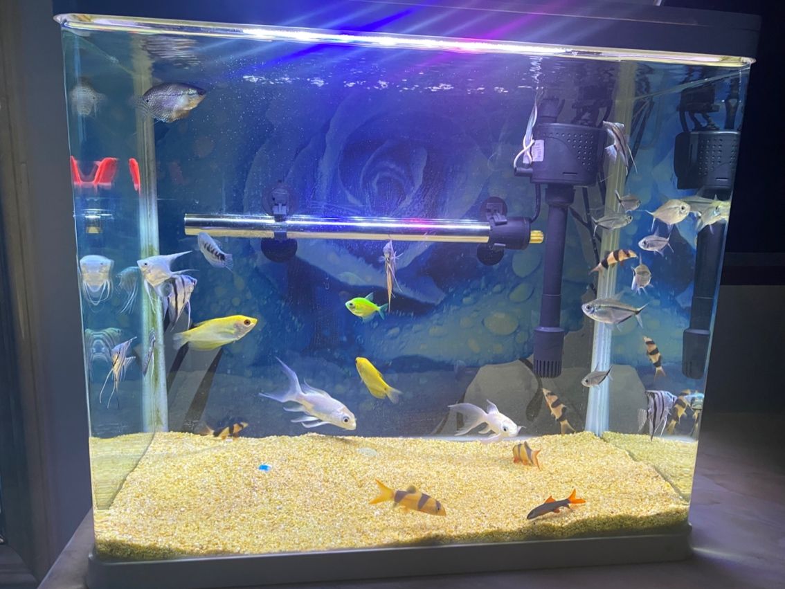 年底就買魚