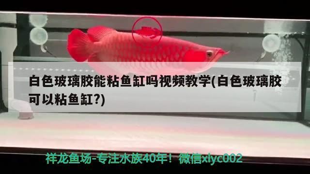 白色玻璃膠能粘魚缸嗎視頻教學(xué)(白色玻璃膠可以粘魚缸?)